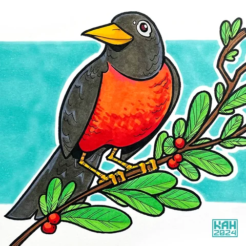 American Robin