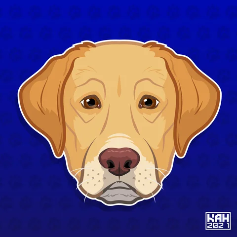 Labrador Retriever